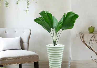 Bố trí cây phong thuỷ cho phòng khách hài hòa